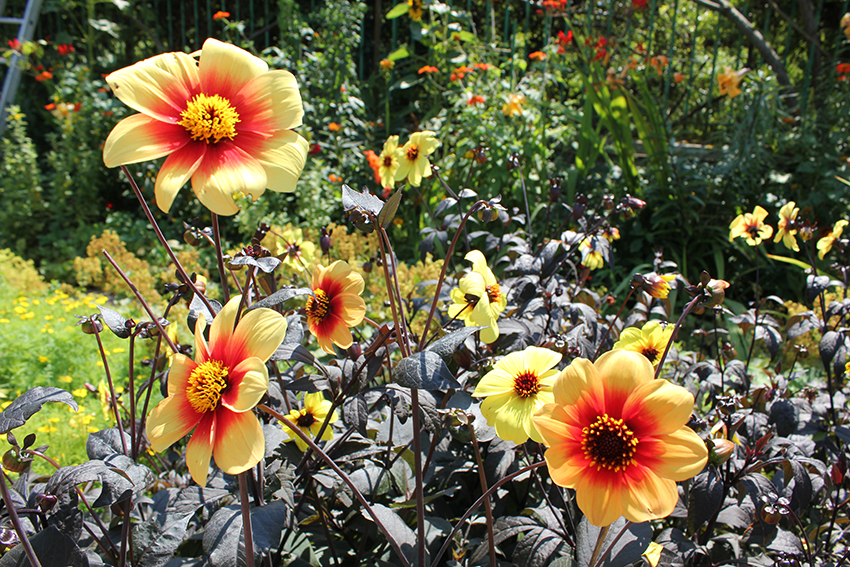 Jardim de Monet